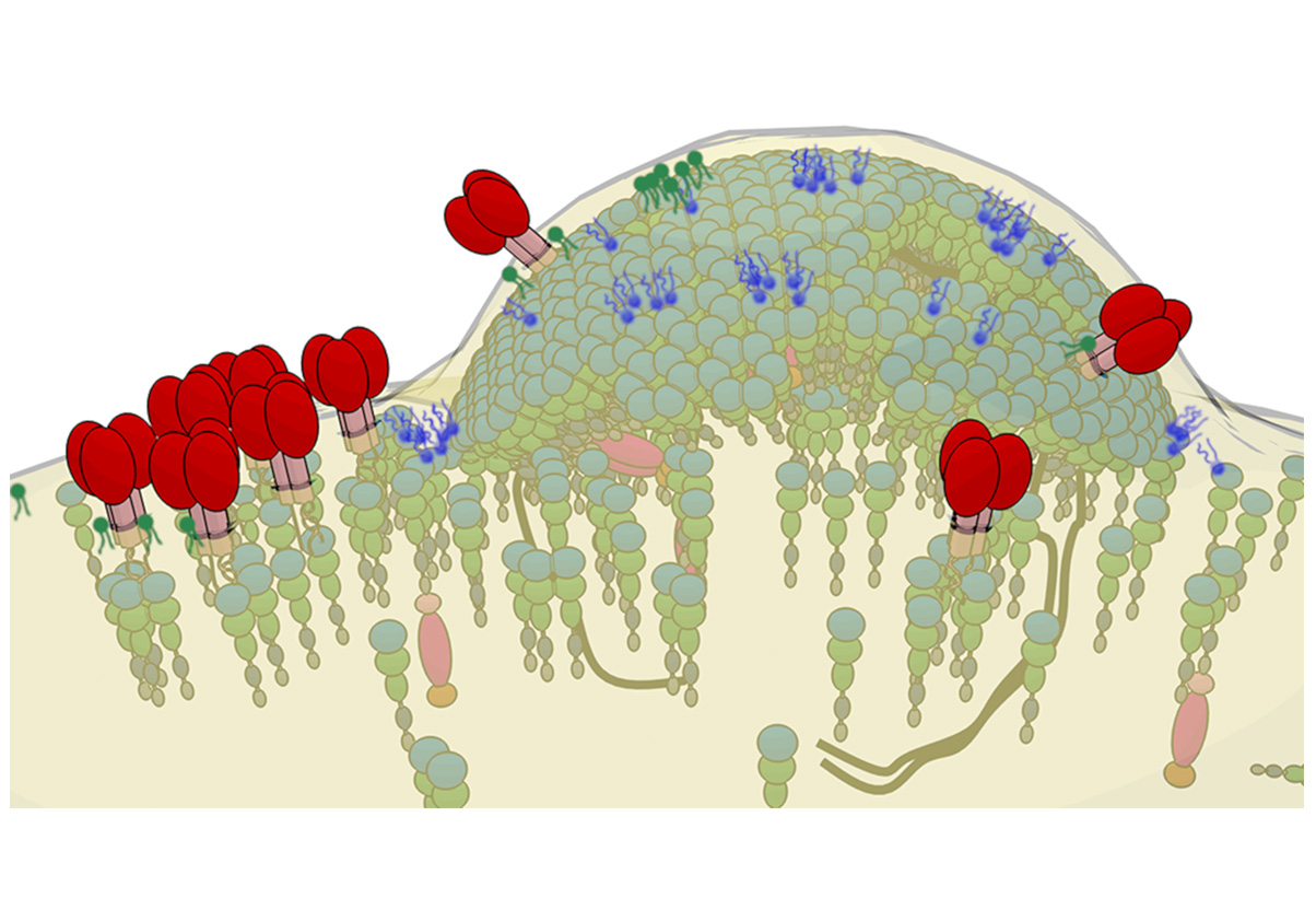 lipides membranaires